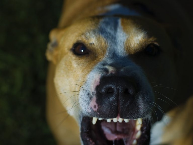 Dog Bite How Much Your Case is Worth in Connecticut